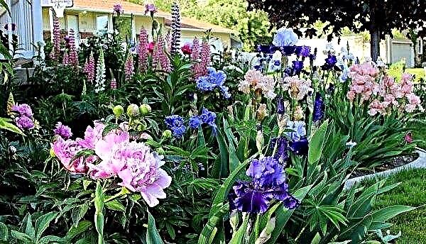 Irissen in landschapsontwerp: een foto van wat te planten naast irissen, waarmee wordt gecombineerd en hoe mooi om te planten in een bloembed, een zomerhuisje