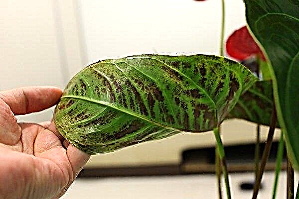Anthurium Scherzer (cây trồng trong nhà): chăm sóc tại nhà, giống, ảnh
