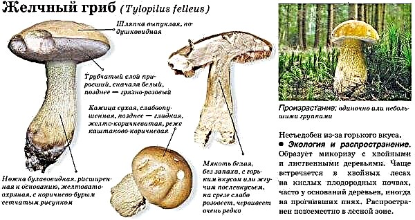 Cultivation of ceps in the country: in the open ground, from mycelium
