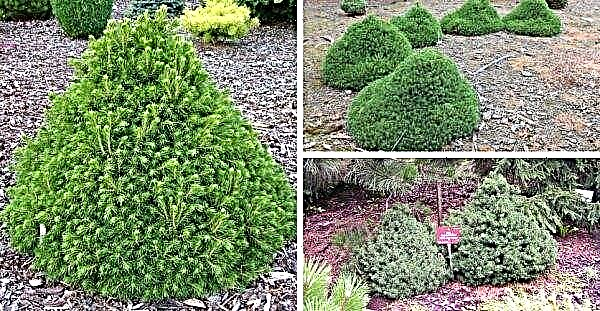 Picea abies Tompa (التنوب العادي Tompa): الوصف والصور ، الزراعة والرعاية ، التطبيق في تصميم المناظر الطبيعية