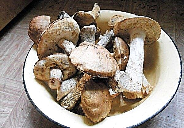 How to clean boletus and boletus: what to do and how to process it after harvesting, how to clean it before cooking
