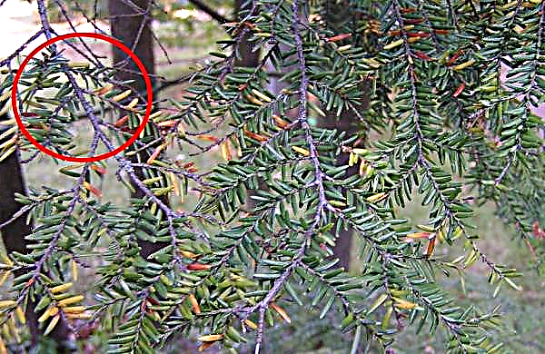津賀カナディアンペンデュラ（Tsuga canadensis Pendula）：写真と説明、ランドスケープデザイン、植栽とケア