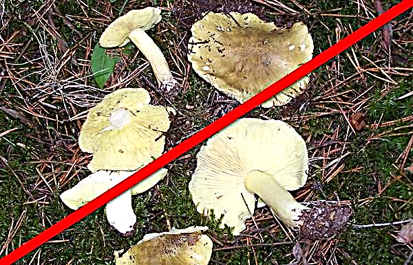 Green mushroom (greenfinch): photo and description, edible or not, application features