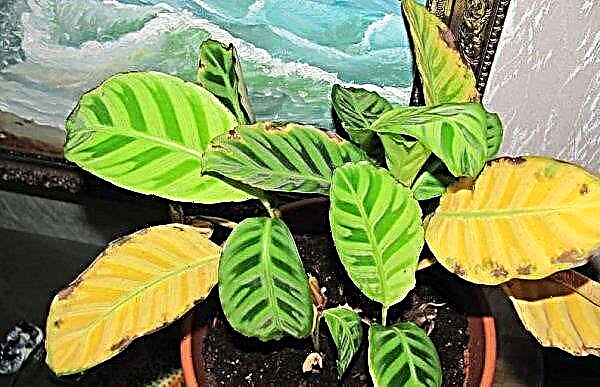 Calathea gestreift (Zebrina): Beschreibung und Fotos der Pflanze, Anbau und Pflegeberegeln zu Hause