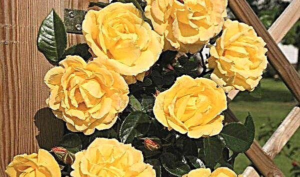 Żółte róże: co dają, znaczenie i opis najlepszych odmian, podstawowe zasady pielęgnacji
