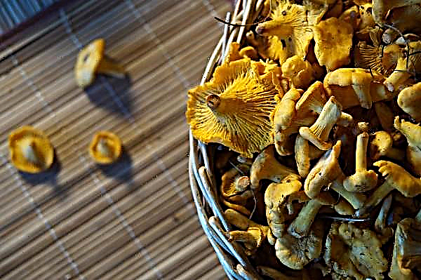 Chanterelles from parasites (worms): how is cleansing, how to take against helminths