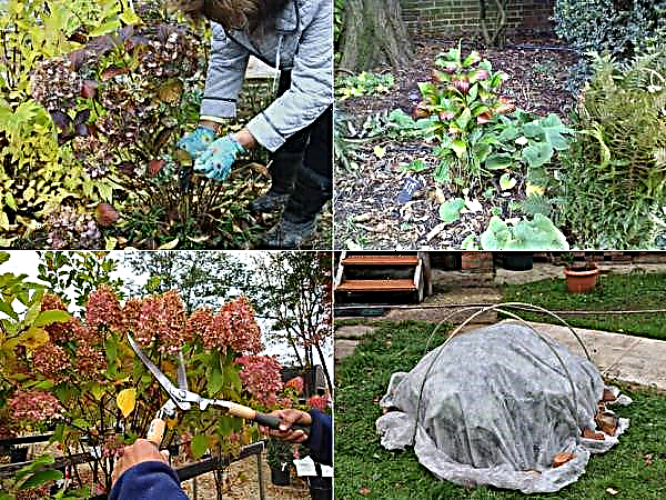 Hydrangea Schneeball grootbladig (Schneeball): foto en beschrijving van de variëteit, aanplant en verzorging, winterhardheid