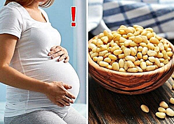 Pinhões durante a gravidez: grávidas ou não, as nozes são úteis para as mulheres