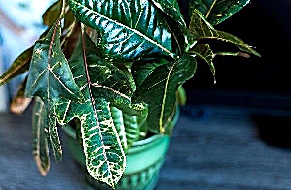 Croton: pembiakan dengan daun, keratan, biji di rumah, transplantasi