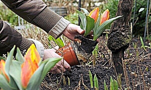 Cuándo plantar tulipanes en campo abierto en otoño en la región de Leningrado: lo que se necesita para esto