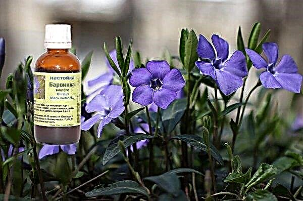 Periwinkle: medicinal properties, benefits, harm and contraindications, features of use in traditional medicine and cosmetology