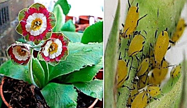 When to transplant and divide the primrose: moving to another place, after flowering, in the fall, summer and spring, further care after transplantation