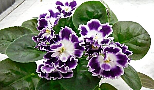 Primer for violets: a suitable composition, how to cook with your own hands at home, features of growing and care, video