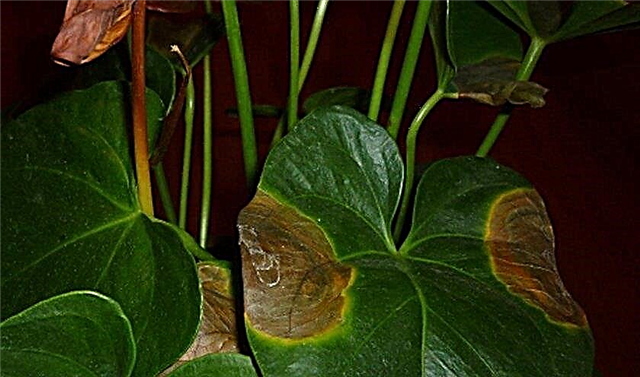 Warum trocknet das Anthurium die Bl tter Was tun und wie die Pflanze  
