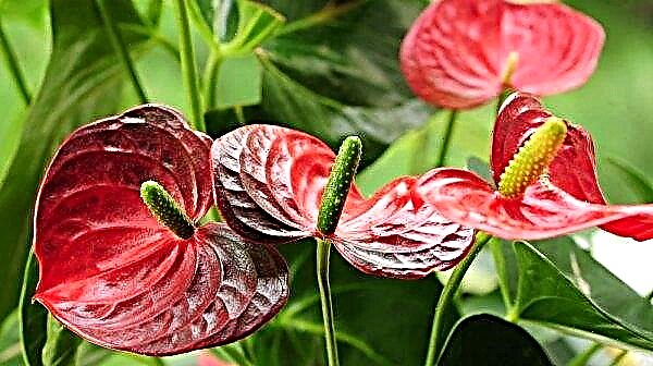 Why do the anthurium dry leaves: what to do and how to save the plant, preventive measures, photo
