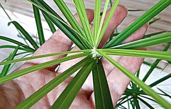 Tsiperus इनडोर: घर की देखभाल, फोटो, प्रजनन, संकेत और अंधविश्वास, प्रत्यारोपण