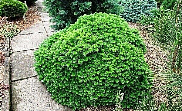 Korean fir Cies (Abies koreana Cis): description and photo, planting and care on the trunk, use in landscape design