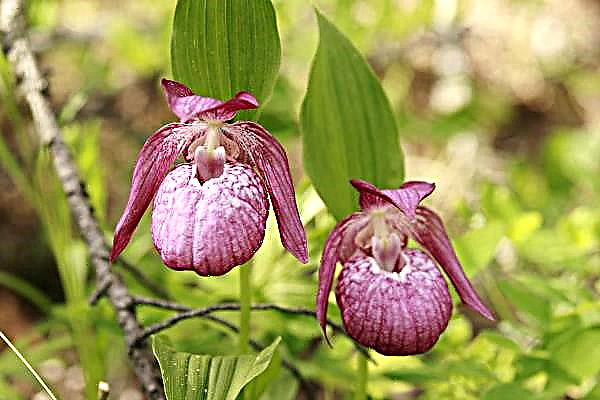 Cinco hermosas orquídeas para vivir en tu hogar