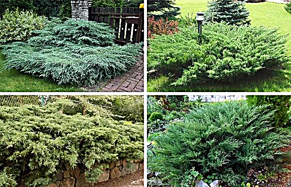 Junipers of varieties Glauca (Glauca): description and photo, planting and care, use in landscape design