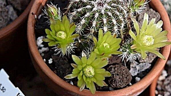 Echinocereus: description of the plant and its species, features of growing, care and reproduction at home, photo