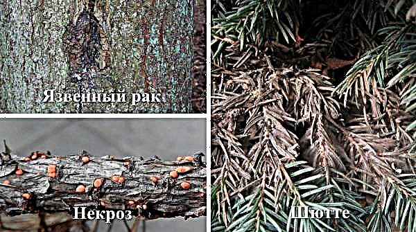 Siembra y cuidado del abeto azul: cómo y cuándo plantar plántulas, riego y aderezo, cultivo adecuado