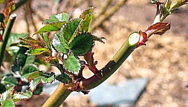 Pruning climbing roses in the fall for winter: a scheme, rules, tips for beginners