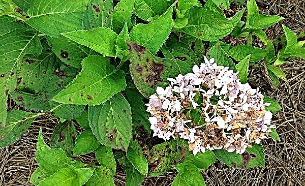 Jeunes feuilles d'hortensias recourbées: quel type de maladie, pourquoi les hortensias s'enroulent-ils et les feuilles sèches, quelles sont les raisons
