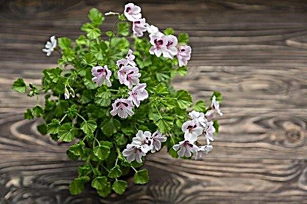 Fragrant geranium: medicinal properties and contraindications, home care, reproduction, photo