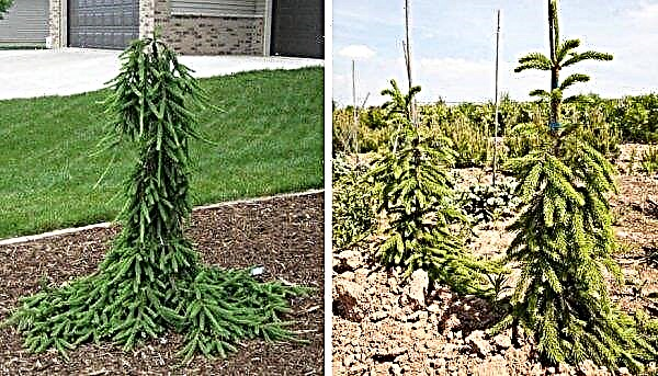 Fijnsparensoorten Froburg (Picea abies Frohburg): toepassing in landschapsarchitectuur van de tuin, beschrijving en foto, aanplant en verzorging