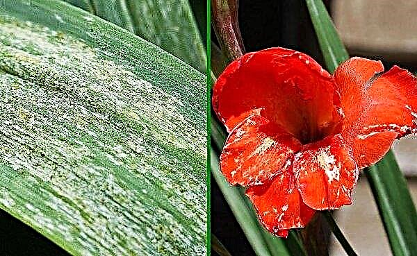 Gladioli: sadnja i njega, je li moguće saditi u otvoreno tlo u jesen, zimi, kada saditi