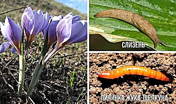 Crocus transplant: whether and when to dig crocuses after flowering, when to plant