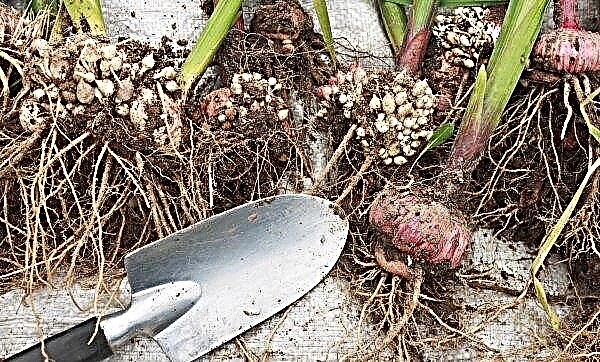 Cara memberi makan gladioli untuk berbunga yang banyak dalam tempoh pertumbuhan di kawasan terbuka