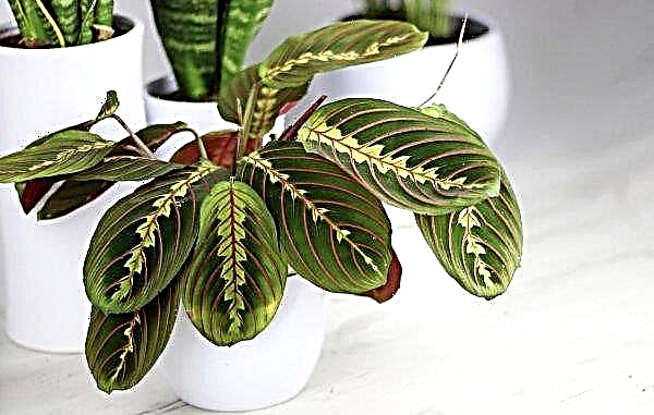 Maranta room: home care, photos, species, reproduction, signs and superstitions