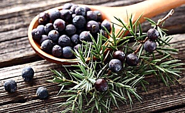 Juniper: poisonous or not (including Cossack), how to distinguish edible species from poisonous