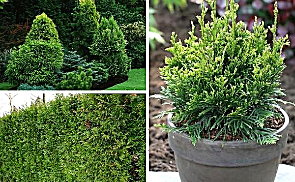 Thuja folded Kan-Kan (Thuja plicata Can-Can): description of the variety with a photo, planting and care, use in landscape design