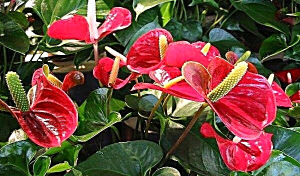 Why Anthurium does not bloom at home: the main reasons for what to do