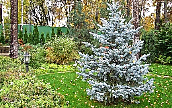 شجرة التنوب الزرقاء الشائكة أولدنبورغ (Picea pungens أولدنبورغ): الوصف والصورة وغرس ورعاية شجرة ، تستخدم في تصميم المناظر الطبيعية