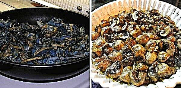 كيف يبدو الفطر كدمة ، صالحة للأكل أم لا ، صورة ووصف لعملية الطهي