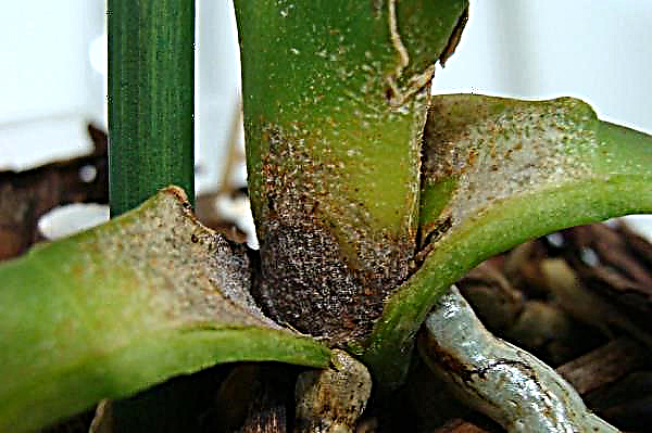 Spider Orchid: características de cuidado