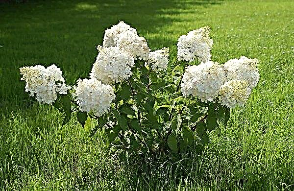 Planting hydrangea in the spring: how to plant in the country, further care, advantages and disadvantages, preparation for winter
