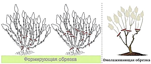 Hortensia de panícula Little Blossom (Hydrangea paniculata Little Blossom): descripción y foto, plantación y cuidado
