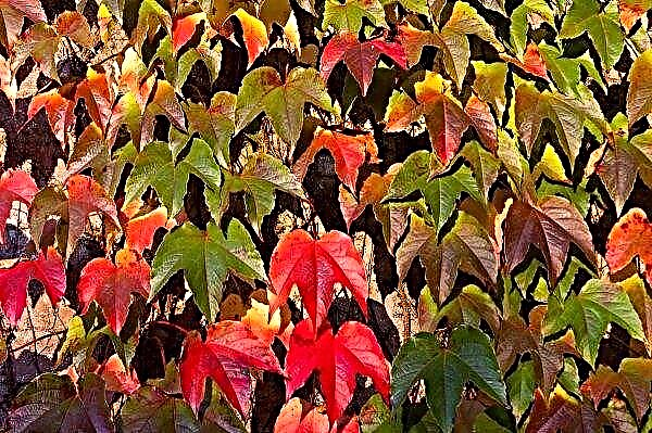 Mädchen Trauben im Herbst: Pflanzen und Pflege, Umpflanzen an einen anderen Ort, Fortpflanzung und Beschneiden, Vorbereitung auf den Winter als zu düngen, Fotos, Video