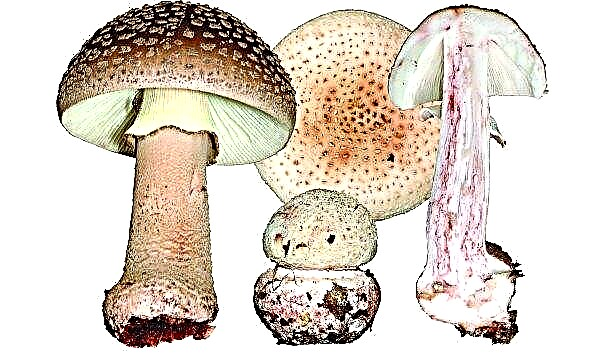 Amanita gray-pink: edible or not, how to distinguish, description, benefit and harm