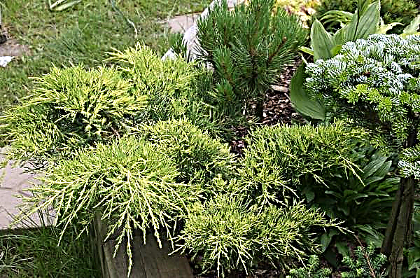 מלך האביב האמצעי של ג'וניפר (Juniperus pfitzeriana מלך האביב): תיאור ותצלום, שימוש בעיצוב נוף
