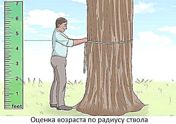 Con che velocità cresce il cedro: tasso di crescita dell'albero in centimetri all'anno, quanti anni prima del primo cono, come determinare l'età in altezza