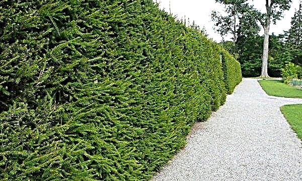 Do-it-yourself hedge of ordinary spruce: scheme for planting a fence from Christmas trees, how to care, photo