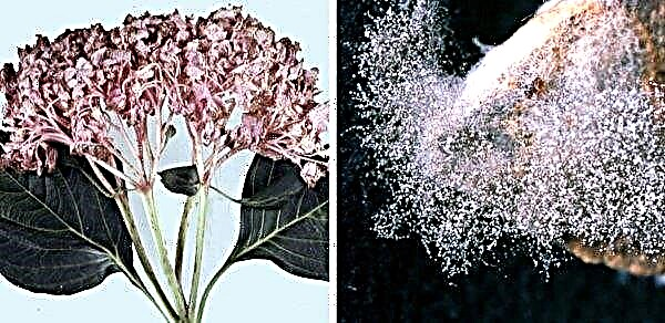 Panicle hydrangea Samara Lydia: beskrivning med foton och recensioner, plantering och vård