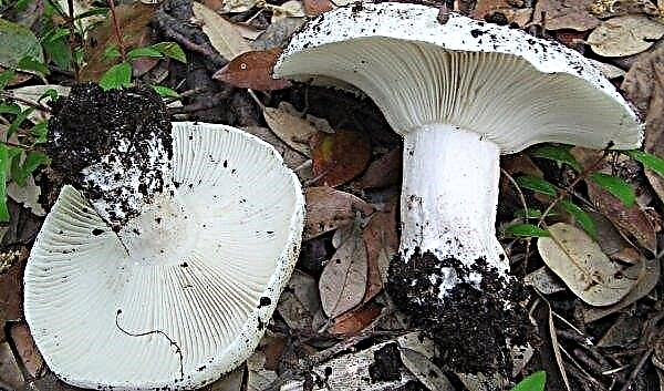Bílá houba houba: rozdíly od houslí (housle) houby a zatížení