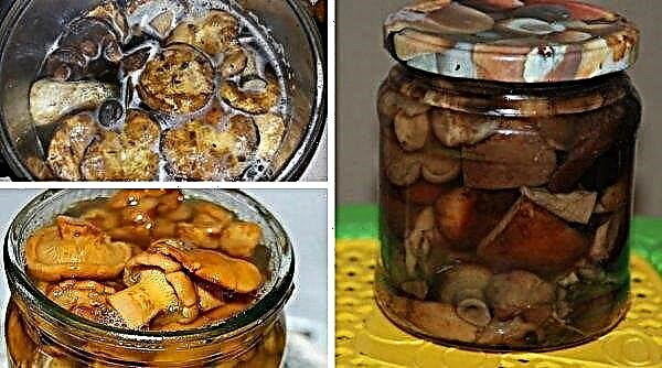 Como limpar cogumelos de porco e cozinhá-los, receita com fotos