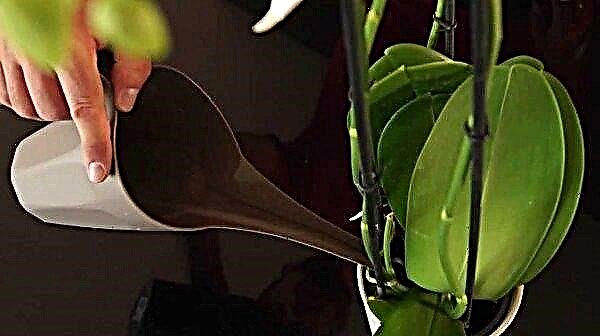 Formering af orkideer ved stiklinger derhjemme: trin for trin instruktioner, fotos, video